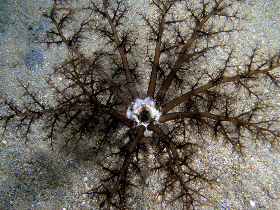  Neothyonidium magnum (Large Filtering Sea Cucumber)